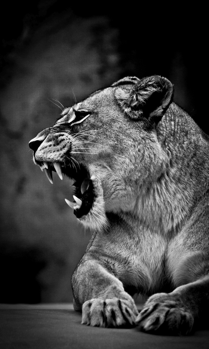 The king