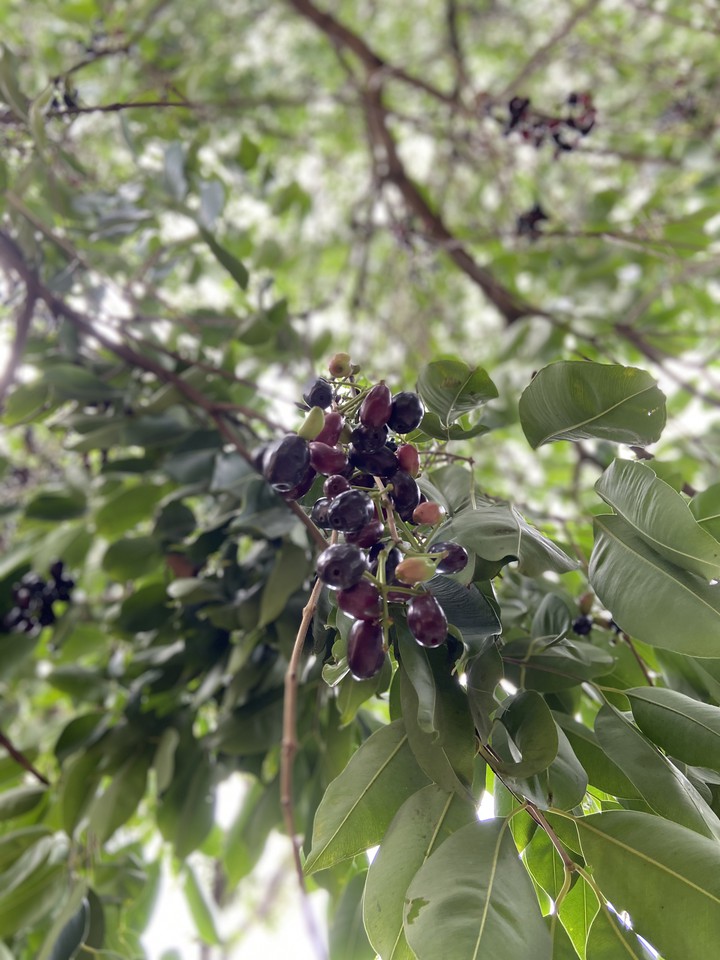 Jamun