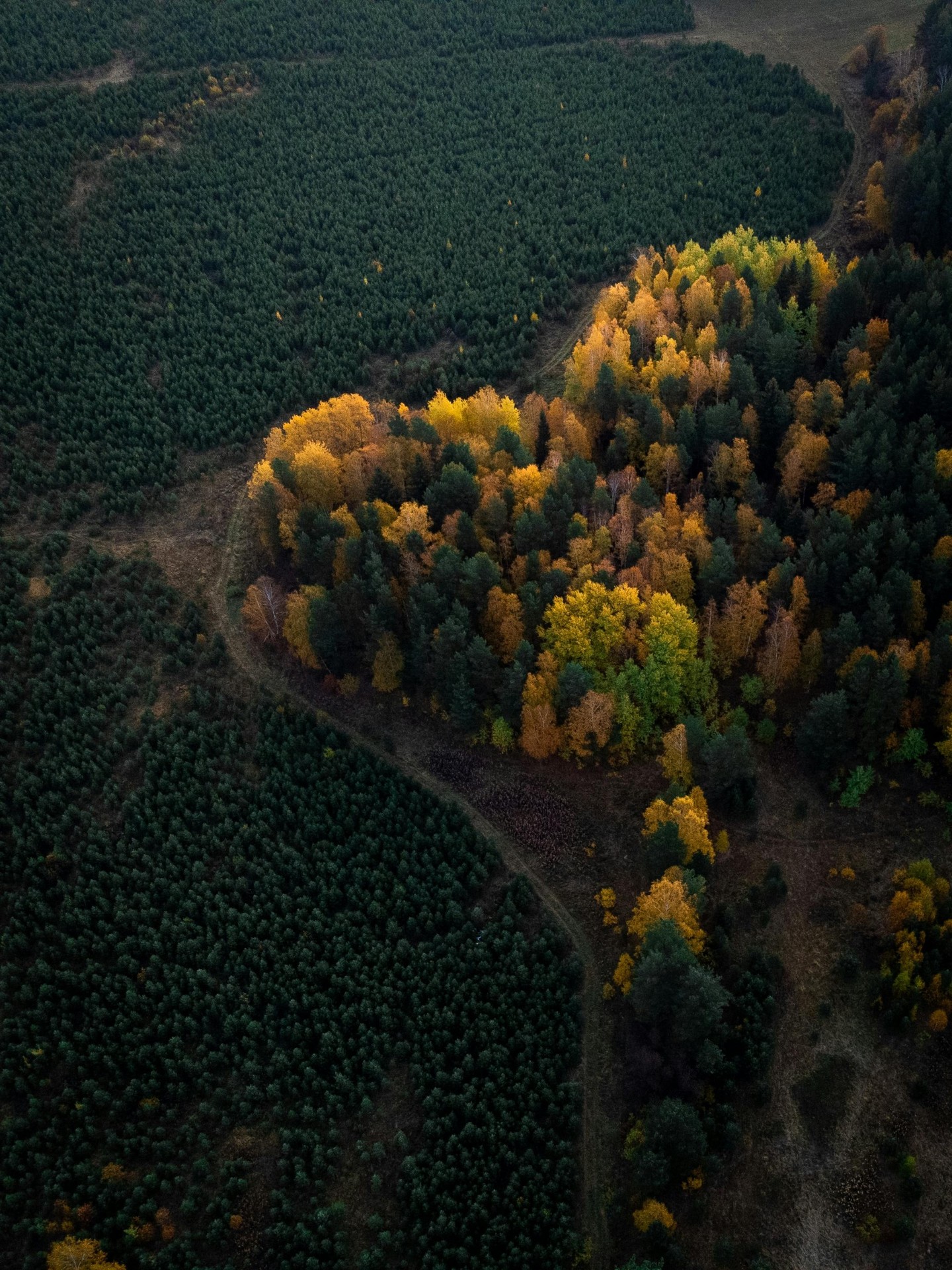 ταπετσαρίες conifers, Field