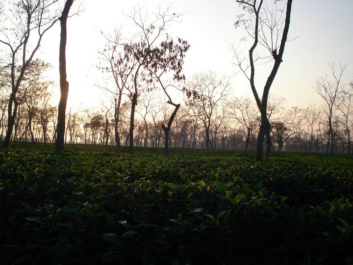 Sreemangal tea garden