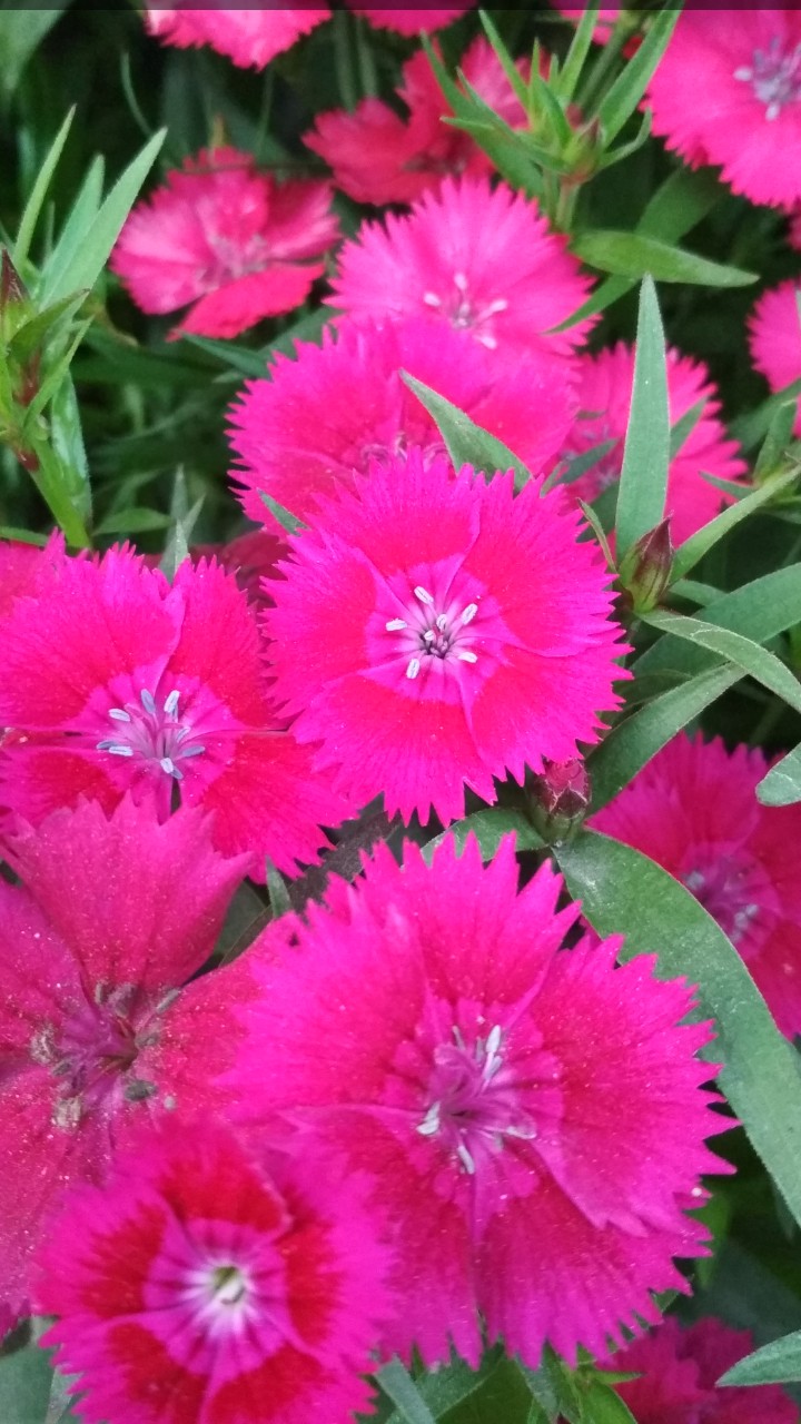 Pink petals2