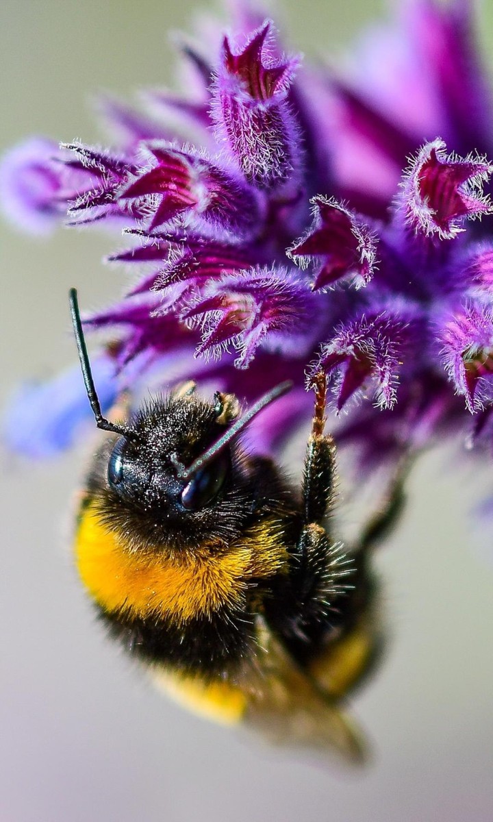 Hummel