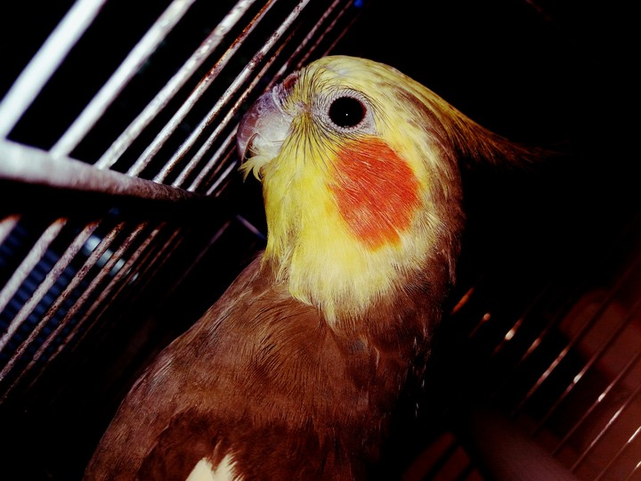 Parrot 