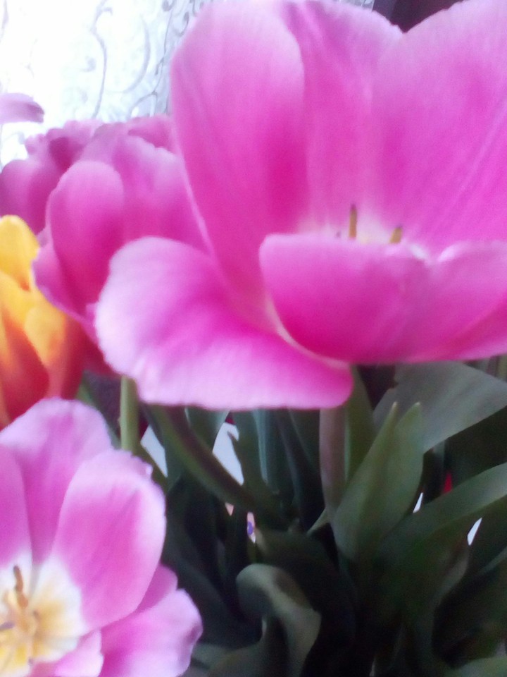 flowears of spring