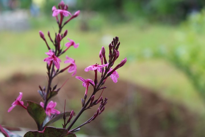 beautiful flowers.