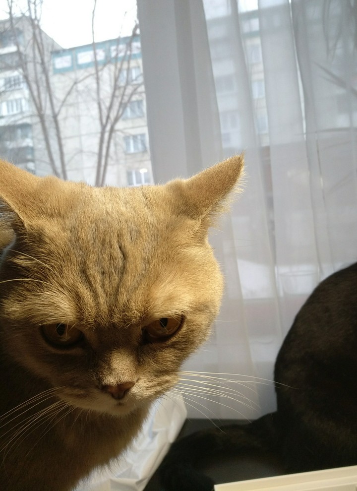my cat <3