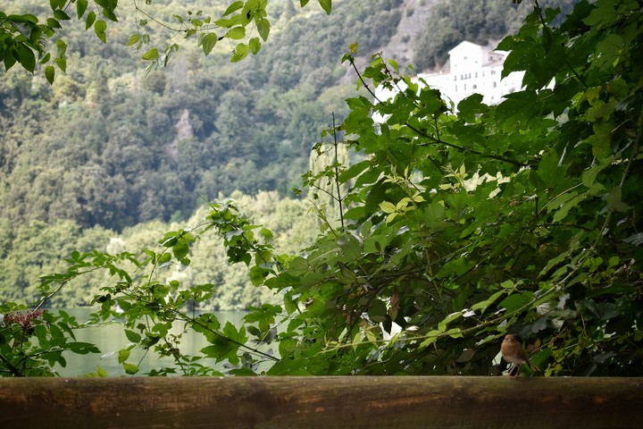 The bird