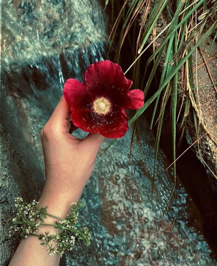 flower