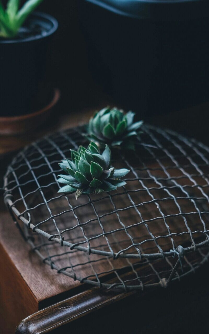my plants