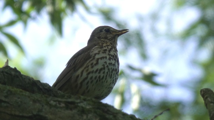 Bird