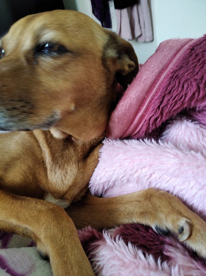 Sabedoria canina