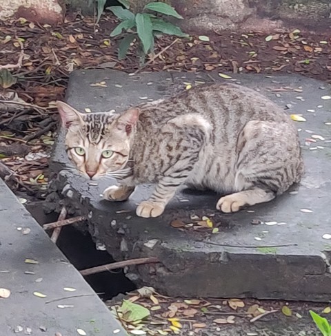 Street cat