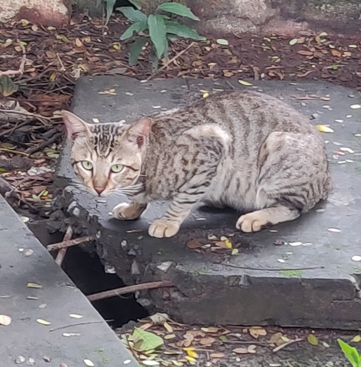 Street cat