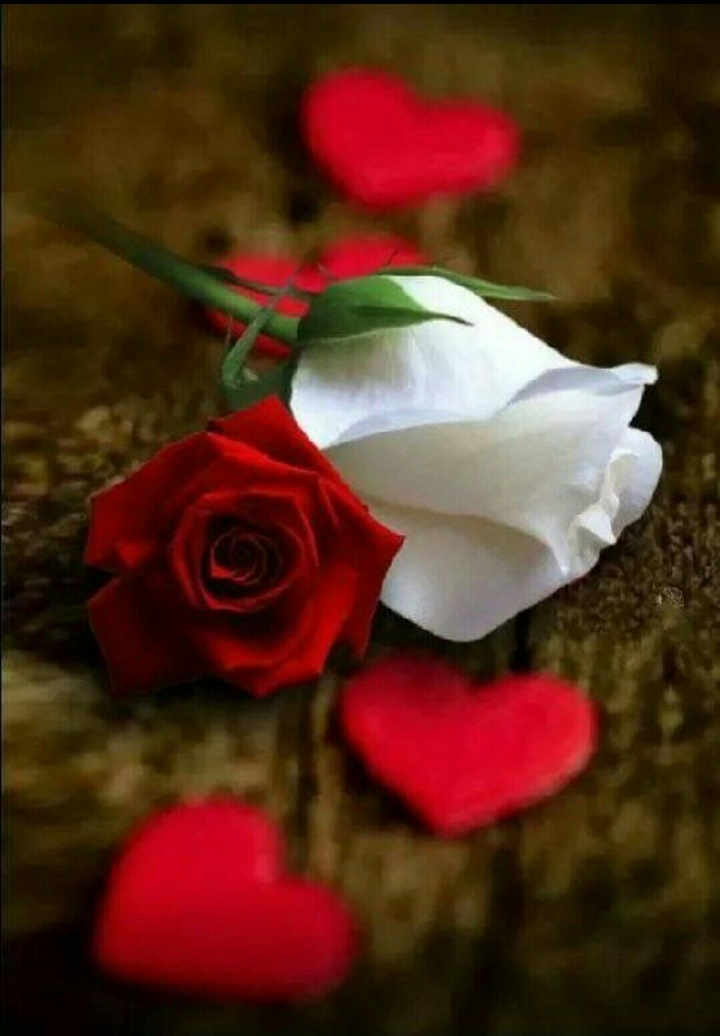 red and white rose