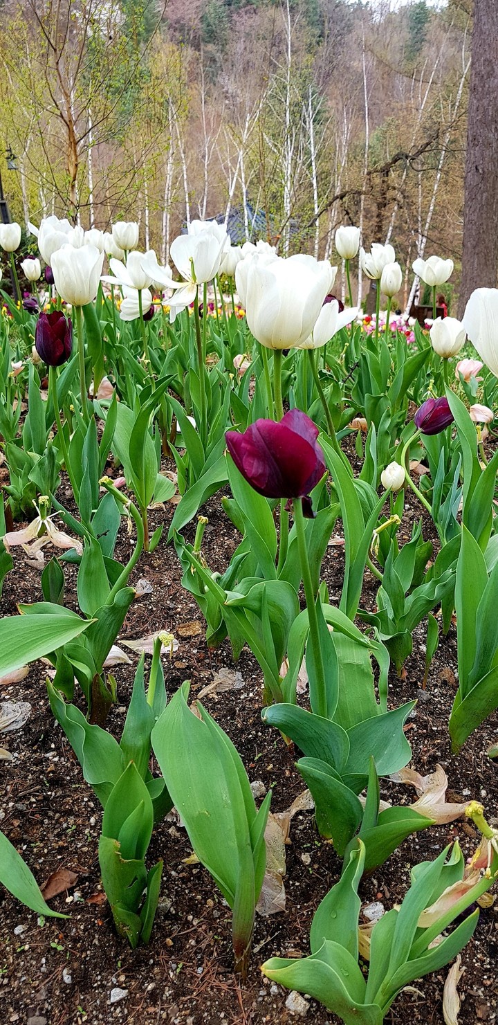 Spring flowers