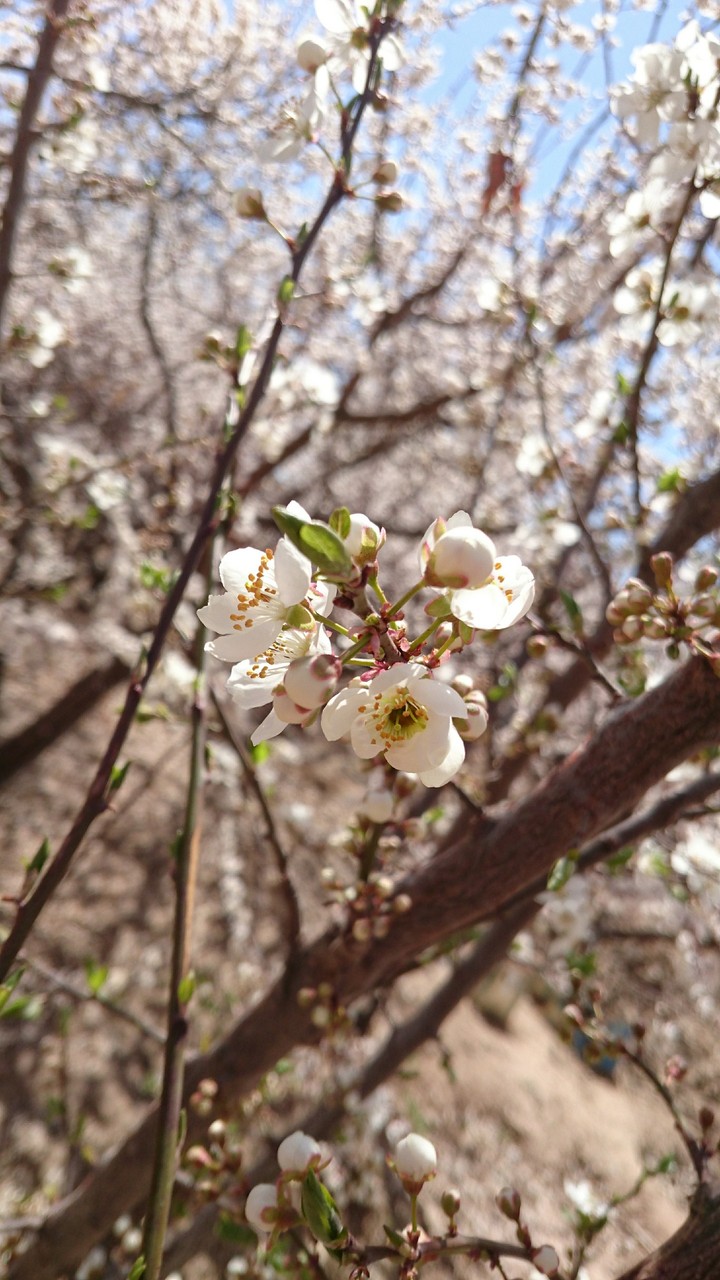 Apricot Blossom ?
