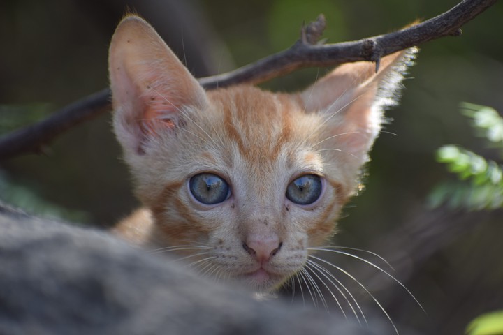 Cat