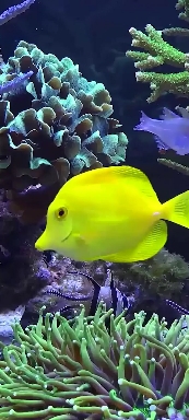 Подводный мир.