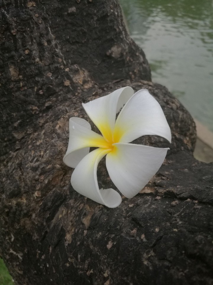 white flower