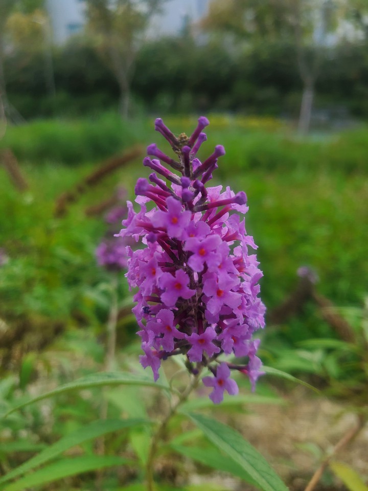 Flower,lilac,purple