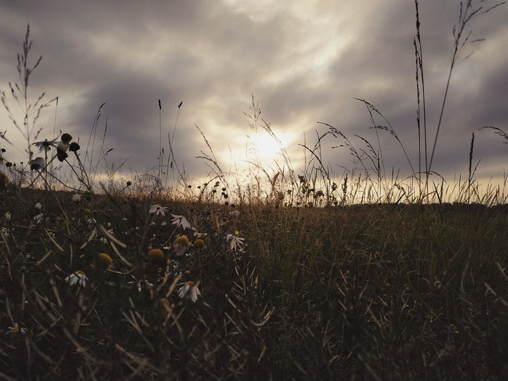 Field