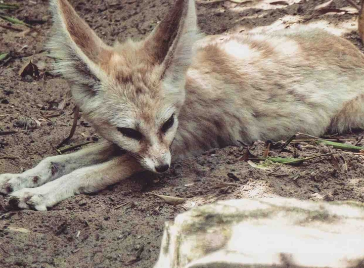 Fennec