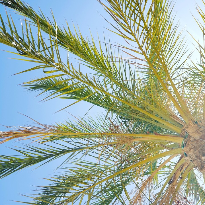 Palm
