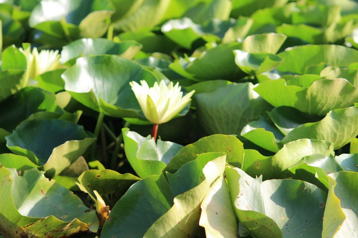 lotus