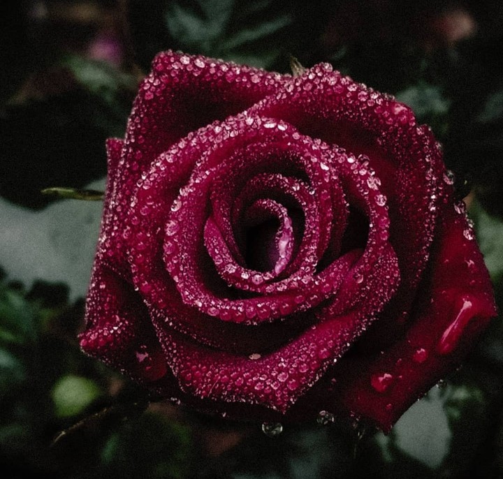 Rose