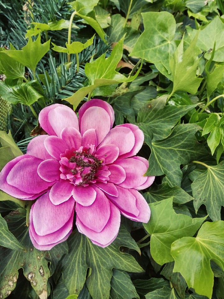 flowerpr