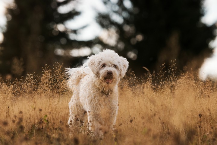 I like pic cute  dog  fury  of you too honey I'm not be lie