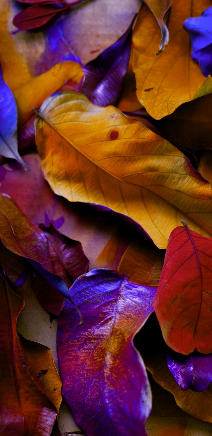 folhas coloridas