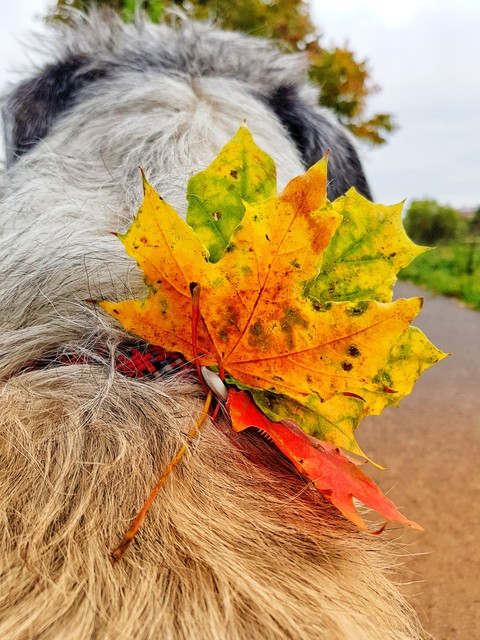 Found Autumn.