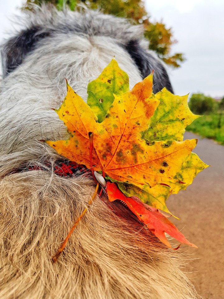 Found Autumn.