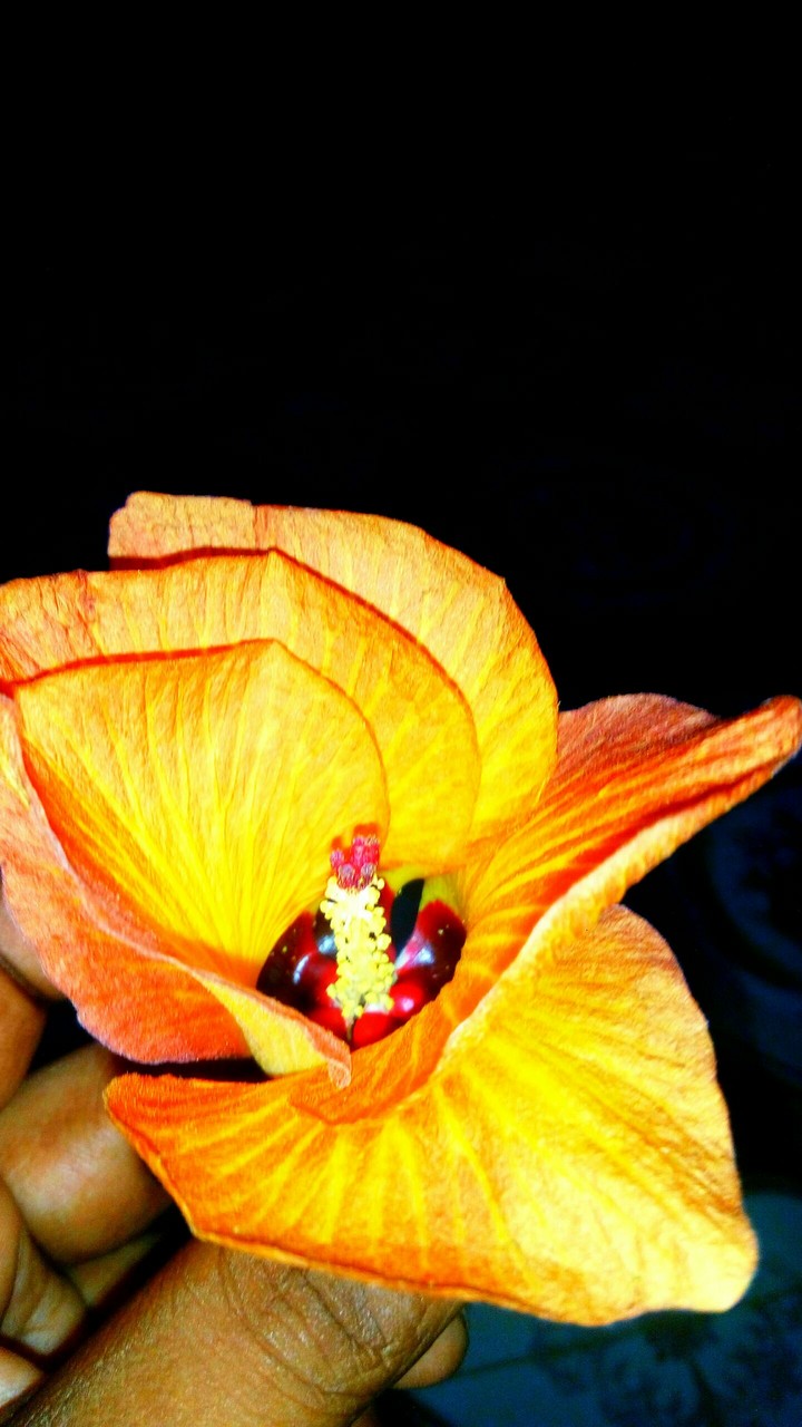 rare flower