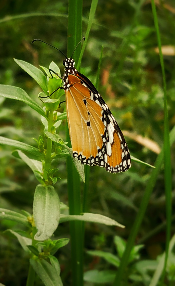 nature lover