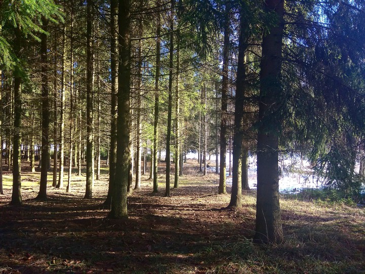 Forest