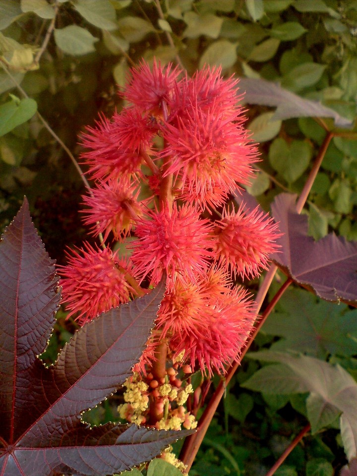 flower