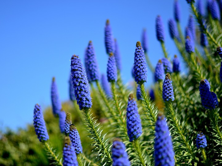 flowers