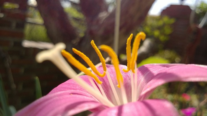 Flower