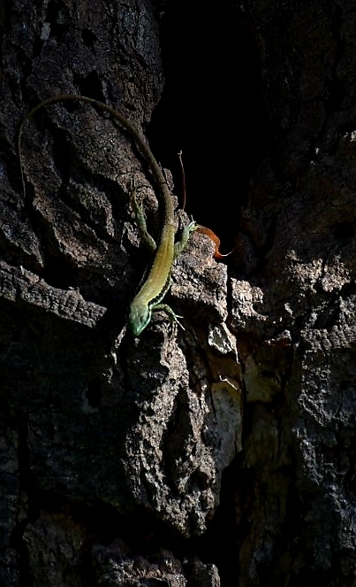 lizard