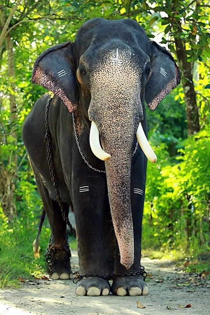 elephant