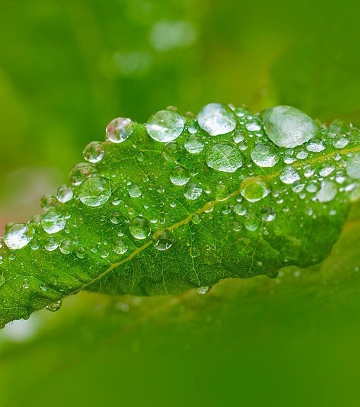 rain
