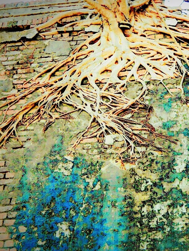 roots
