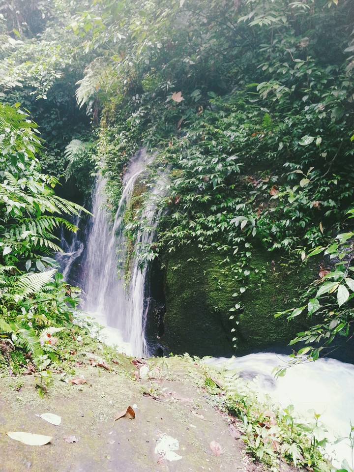 pelaruga