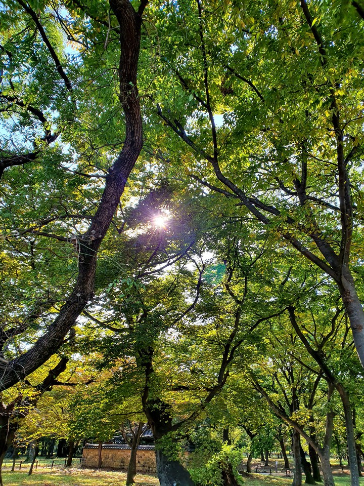 tree