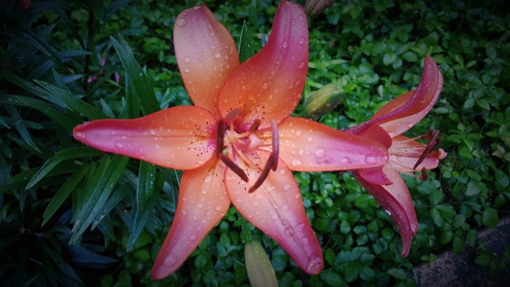 pink and orange flower