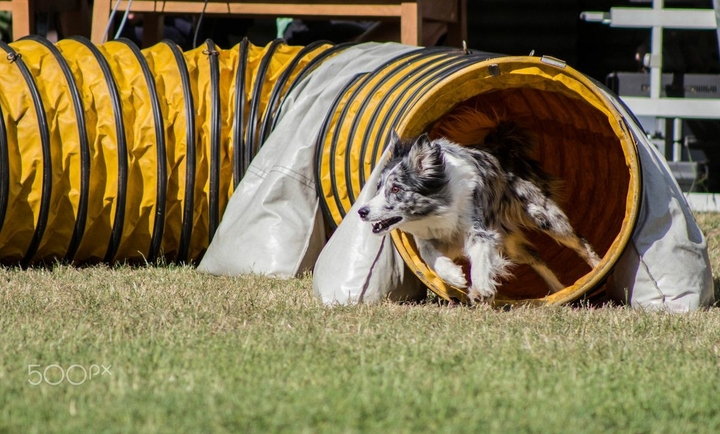 The Border Collie Because There Is No Better Dog