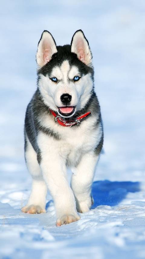 chien de traineau