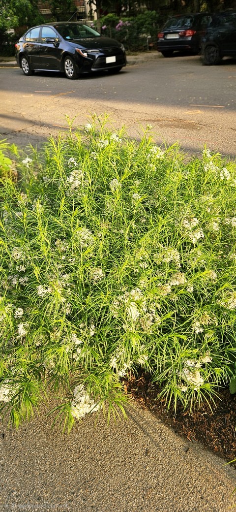 groundcover, shrub Hintergrundbilder